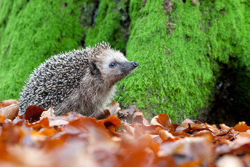Europese Egel, European Hedgehog, Erinaceus europaeus © AGAMI