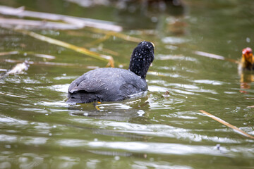 Fulica atra bird swims in the pond.