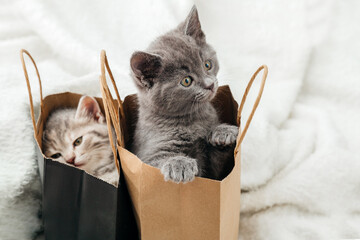 Adorable small tabby kittens are hiding in paper shopping bags. Cat looks out of paper bag. Gift on...