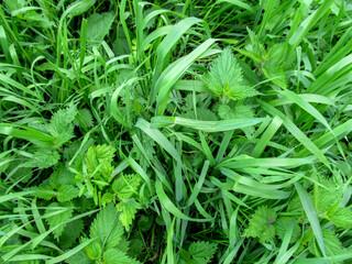 Herbaceous texture - young juicy nettle among the high stems of green grass of the Elymus repens - top view. Meadow wild weeds - the nettles and the quitch grass