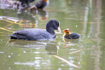 The fulica atra bird swims alongside its nestling in the pond. Green reeds are reflected in the water.