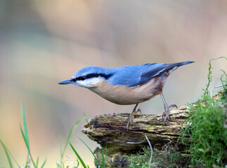 Boomklever; Eurasian Nuthatch; Sitta europaea