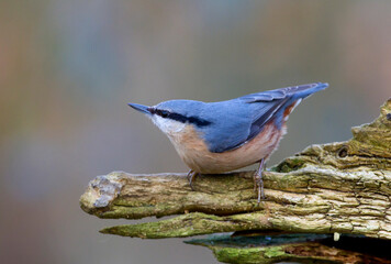 Boomklever; Eurasian Nuthatch; Sitta europaea