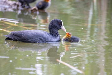 The fulica atra bird swims alongside its nestling in the pond. Green reeds are reflected in the water.