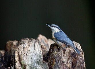 Boomklever, European Nuthatch, Sitta europaea