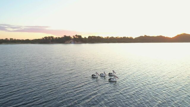Orbit flight around group of swimming pelicans at sunset. Marlo, Australia