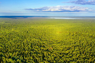 Fototapeta na wymiar Summer landscape. Aerial photography of dense coniferous forest in the rays of the setting sun