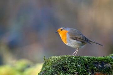 Roodborst; European Robin; Erithacus rubecula