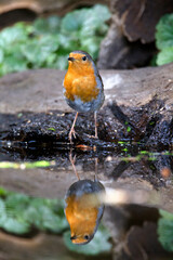 Roodborst; European Robin; Erithacus rubecula