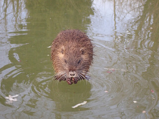 Cucciolo di nutria in un laghetto ghiacciato sulle rive del Secchia