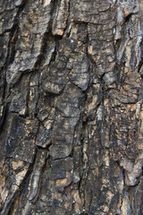 The bark of the big tree in the deep forest
