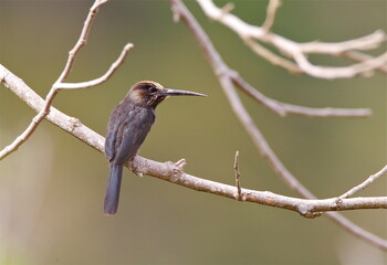 Drieteenglansvogel, Three-toed Jacamar, Jacamaralcyon tridactyla