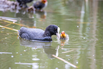 The fulica atra bird swims alongside its nestling in the pond. Green reeds are reflected in the water.