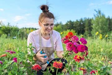 Woman gardener in an apron with garden scissors tearing a bouquet of zinnia flowers