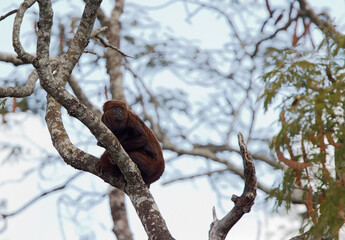 Zuidelijke bruine brulaap, Southern brown howler, Alouatta guariba clamitans