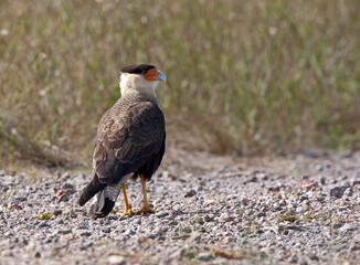 Kuifcaracara, Southern Caracara, Caracara plancus
