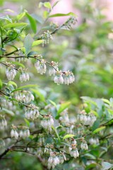 ブルーベリーの花