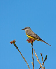 Tropische Koningstiran, Tropical Kingbird, Tyrannus melancholicu
