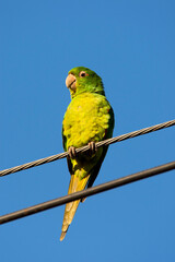 Witoogaratinga, White-eyed Parakeet, Psittacara leucophthalmus