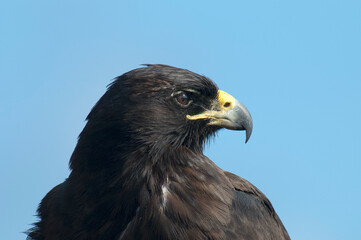 Galapagos Hawk, Galapagosbuizerd, Buteo galapagoensis