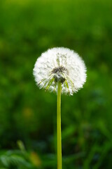 Pflanze, Sommer, Natur, Blume 