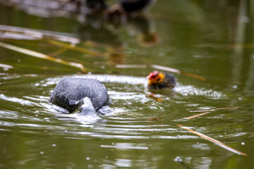 The fulica atra bird swims alongside its nestling in the pond. Green reeds are reflected in the water.