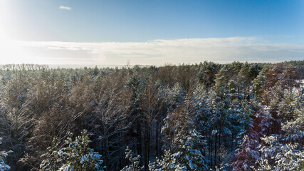 Las w śniegu © Marcin