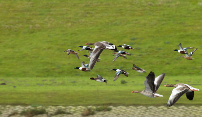 Fototapeta premium Grauwe Gans, Greylag Goose, Anser anser, Slobeend; Northern Shoveler; Anas clypeata