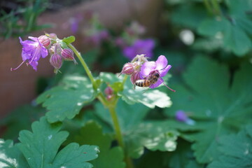 Pflanze, Blume Natur, Sommer