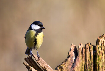 Obraz premium Koolmees, Great Tit, Parus major