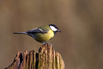 Koolmees, Great Tit, Parus major