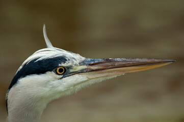 Blauwe Reiger; Grey Heron; Ardea cinerea