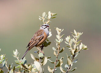 Grijze Gors, Rock Bunting, Emberiza cia