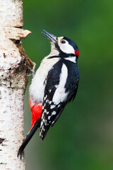 Grote Bonte Specht; Great Spotted Woodpecker; Dendrocopos major