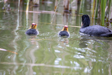 The fulica atra bird swims alongside its nestling in the pond. Green reeds are reflected in the water.