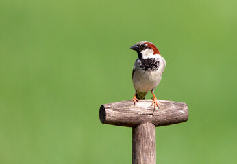 Huismus, House Sparrow, Passer domesticus