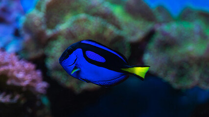Fototapeta na wymiar closeup of a blue tang surgeonfish, popular tropical aquarium pet, exotic fish from the pacific ocean