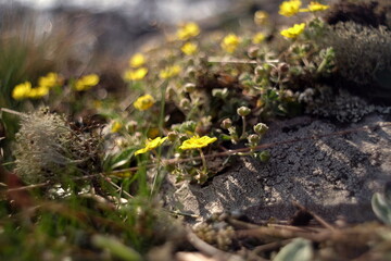 Flowers in the gardens and meadows