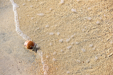 Fototapeta na wymiar Starfish and rapan shell on the beach