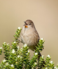 Itatiaiastekelstaart, Itatiaia Thistletail, Asthenes moreirae