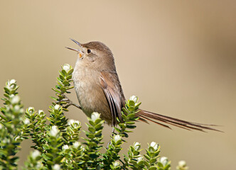 Itatiaiastekelstaart, Itatiaia Thistletail, Asthenes moreirae