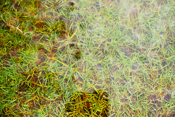 Floods wet the lawn in the rainy season