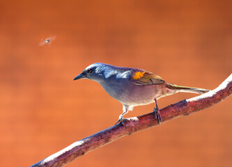 Goudschubtangare, Golden-chevroned Tanager, Tangara ornata