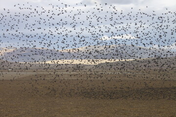 birds