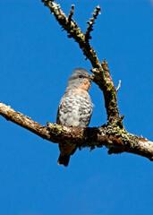 Roodkeeldwergcotinga, Buff-throated Purpletuft, Iodopleura pipra