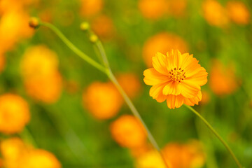 Beautiful yellow color cosmos (Cosmos sulphureus) flower field background