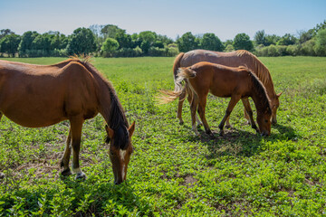 Obraz na płótnie Canvas caballos pastando libres en el campo