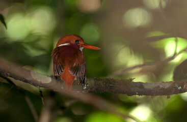 Madagaskardwergijsvogel, Madagascar Pygmy-Kingfisher, Corythornis madagascariensis