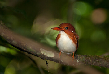 Madagaskardwergijsvogel, Madagascar Pygmy-Kingfisher, Corythornis madagascariensis