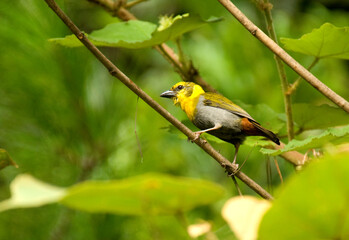 Nelicourviwever, Nelicourvi Weaver, Ploceus nelicourvi